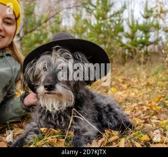 Weißer bärtiger flauschiger grauer Seniorhund in einem Hut vor dem Hintergrund eines Herbstwaldes, der auf gefallenen Blättern neben einer jungen lächelnden Besitzerin liegt. W Stockfoto