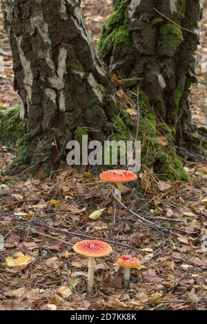 Fliege im Oktober, Großbritannien, Agarpilze oder Toadstools (Amanita muscaria), die in Verbindung mit einer reifen Silberbirke (Betula pendula) wachsen Stockfoto