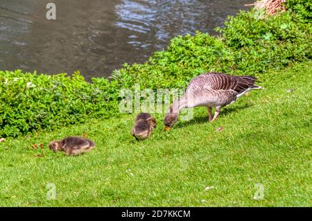 Graugans, Anser anser, mit Gänsen in Norfolk. Stockfoto