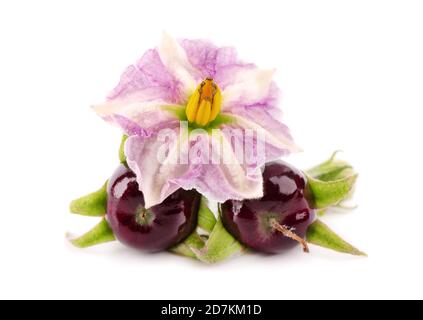 Aubergine mit Auberginenblüte, isoliert auf weißem Hintergrund. Auberginen-Gemüse. Stockfoto