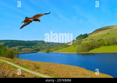 Gemeiner Bussard im Flug über Ladybower Reservoir in Derbyshire Stockfoto