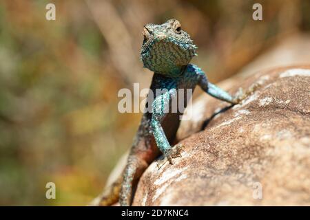 Südliche Kap Agama Eidechse auf Felsen sonnen Stockfoto