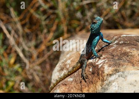 Südliche Kap Agama Eidechse auf Felsen sonnen Stockfoto