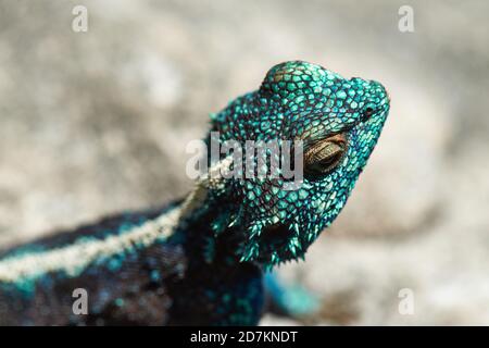 Südliche Kap Agama Eidechse auf Felsen sonnen Stockfoto