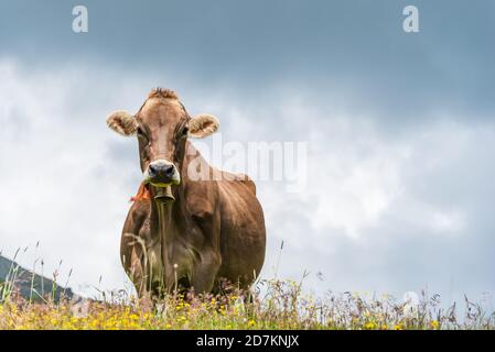 Alpine Kuh liegt in einem Feld von Wildblumen in der malerischen Bergspitze in den Alpen von Österreich Stockfoto