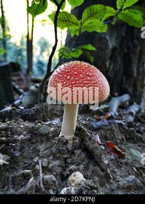 Eine rote Fliege im Wald. Stockfoto