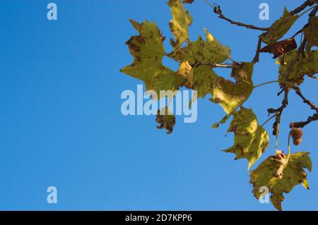 Nahaufnahme eines Teils eines Platanus × hispanica-Astes mit trockenen Blättern, mit blauem Himmel im Hintergrund und Kopierraum Stockfoto