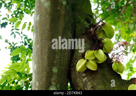 Carambola, die auch als Sternfrucht bekannt ist Die Frucht der Averrhoa carambola Familien Stockfoto