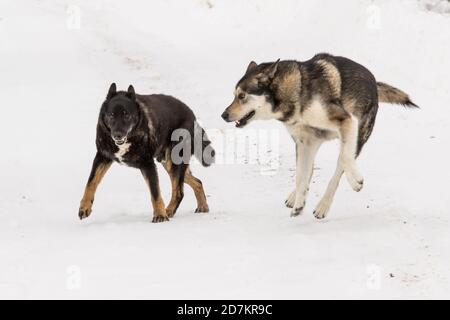 Max und Jack spielen im Schnee Stockfoto