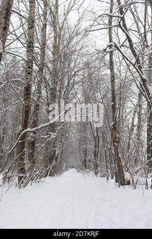 Winterlandschaft Schnee bedeckten Weiten. Ein Park im Winter in den Schnee. Straße an einem Wintertag. Stockfoto