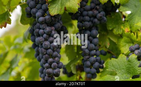 Ein Bild von dunklen Weintrauben auf einer Weinrebe. Stockfoto