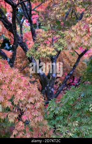 Herbstlaub. Acer und Ahornbäume in einer Farbenpracht, fotografiert im Westonburt Arboretum, Gloucestershire, Großbritannien im Monat Oktober. Stockfoto