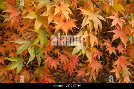 Herbstlaub. Acer und Ahornbäume in einer Farbenpracht, fotografiert im Westonburt Arboretum, Gloucestershire, Großbritannien im Monat Oktober. Stockfoto