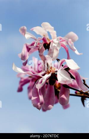 Blühende Blume auf Baumzweig Magnolia rosea Stockfoto