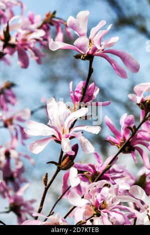 Frühling Saison Schönheit Magnolia rosea Stockfoto