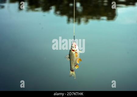 Auf dem Wasser fischen Puntius und Putti im Haken Stockfoto