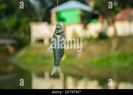 Puntius oder Cypriniformes oder Cyprinidae. Putti Fisch in den Haken Stockfoto