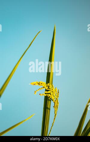 Einzelne grüne und rip Paddy Pflanze Nahaufnahme in der blauen Himmel Hintergrund Stockfoto