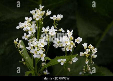 Eine Nahaufnahme von weißen Meerrettichblüten, die blühen Stockfoto
