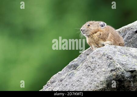 Amerikanischer Hika (Ochotona princeps) auf Felsbrocken sitzend, Mount Rainier National Park, Washington, USA Stockfoto