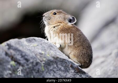 Amerikanischer Hika (Ochotona princeps) auf Felsbrocken sitzend, Mount Rainier National Park, Washington, USA Stockfoto