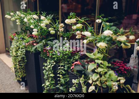 Frühlingsblumen blühen in Café-Containern. Hellebores mit Periwinkle blüht in Töpfen im Freien Stockfoto