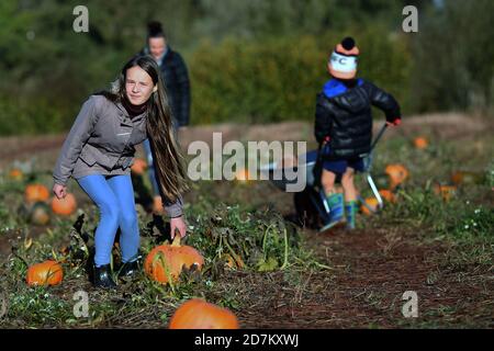 Eine junge Familie sammelt Kürbisse für Halloween in den Brecon Beacons, Wales. ©PRWPhotography Stockfoto