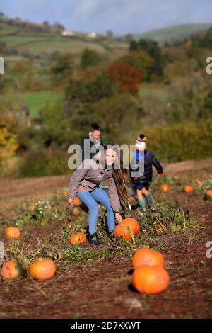 Eine junge Familie sammelt Kürbisse für Halloween in den Brecon Beacons, Wales. ©PRWPhotography Stockfoto