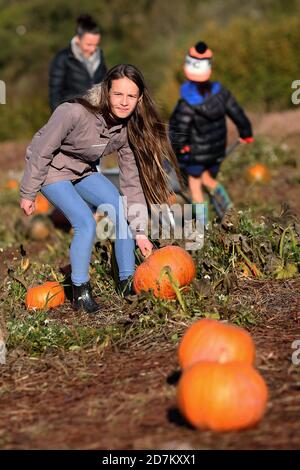 Eine junge Familie sammelt Kürbisse für Halloween in den Brecon Beacons, Wales. ©PRWPhotography Stockfoto