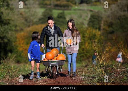 Eine junge Familie sammelt Kürbisse in einem Wheelbarror für Halloween in den Brecon Beacons, Wales. ©PRWPhotography Stockfoto