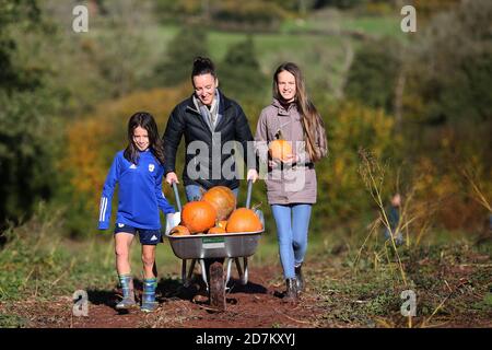 Eine junge Familie sammelt Kürbisse in einem Wheelbarror für Halloween in den Brecon Beacons, Wales. ©PRWPhotography Stockfoto