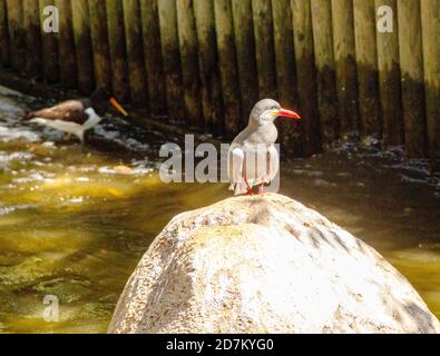Die Inka-Seeschwalbe, Larosterna inca, ist eine Seeschwalbe der Familie Laridae. Es ist das einzige Mitglied der Gattung Larosterna Stockfoto