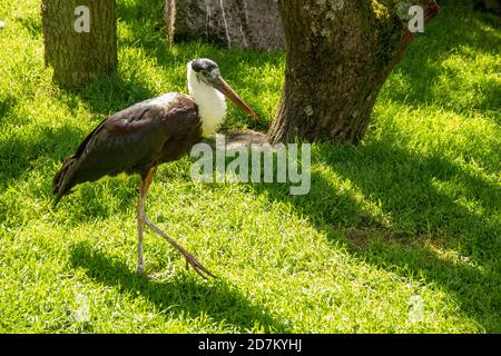 Der Weißhalsstorch, Ciconia episcopus, ist ein großer Watvogel aus der Storchenfamilie Ciconiidae Stockfoto