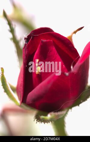Nahaufnahme einer Rose, die unter einer Pest leidet Blattläuse zwischen ihren roten Blütenblättern Stockfoto