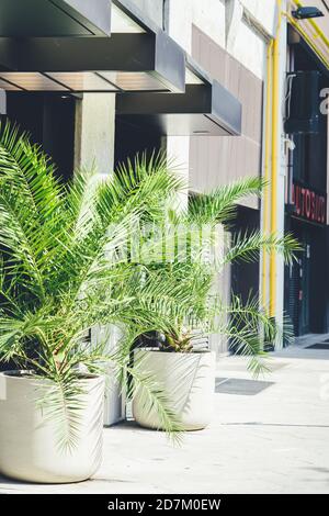 Töpfe mit großen Palmen stehen am Eingang zu einem privaten Café. Gestaltung des Außenbereichs des Gebäudes. Cycas revoluta Stockfoto