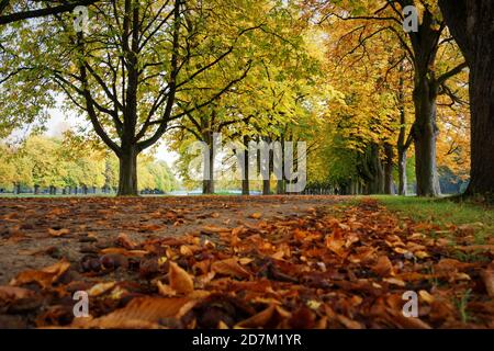 Kastanienallee am Decksteiner Teich in köln im Herbst Stockfoto