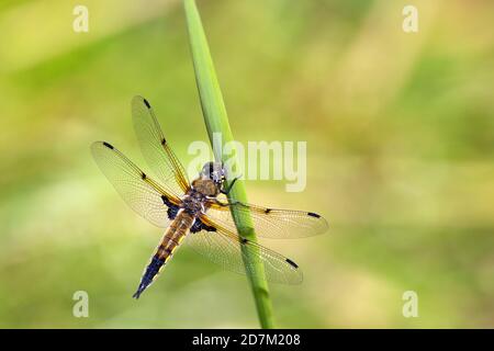 Vierfleckige Chaser-Libelle (Libellula quadrimaculata) auf einem Blatt. Stockfoto