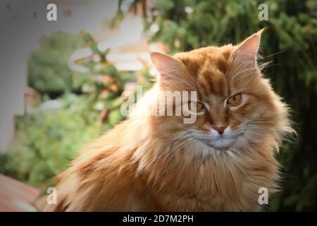 Ginger flauschige Katze sitzt vor der Kiefer Stockfoto