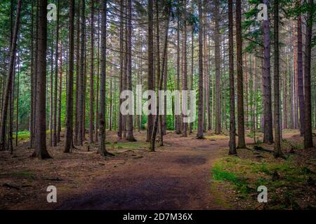 Waldweg in Böhmische Schweiz, Tschechien Stockfoto