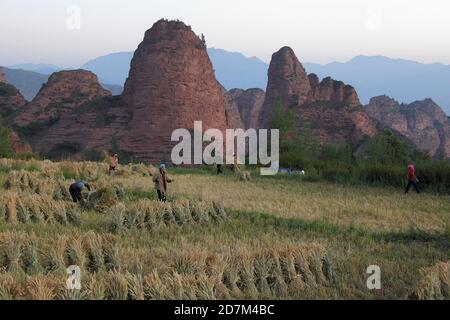 Sandsteinformationen und Weizenernte bei Sonnenaufgang, Kanbula, Provinz Qinghai, China 29. August 2011 Stockfoto