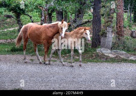 Eine Stute und ihr Fohlen, Mitglieder einer kleinen Herde von Wildpferden in den Bergen von New Mexico. Stockfoto