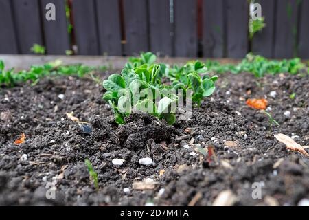 Nahaufnahme von Erbsensprossen, die im Garten wachsen Stockfoto