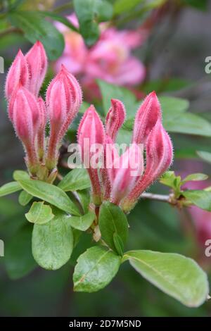 Rosa und süsse Azaleen (Viscosum Azalea), Laubblütenstrauch immergrün mit extrem duftenden hellrosa Trompetenblüten Stockfoto