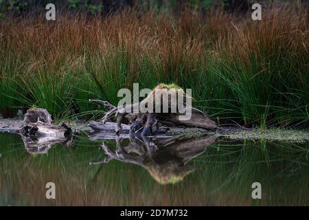Moosige Wurzel eines Baumes mit einer Reflexion auf dem Ruhiges Wasser im See Stockfoto