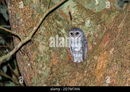 Lesser Sooty Owl Tyto multipunctata Curtain Fig National Park, Queensland, Australien 6 November 2019 Erwachsene Tytonidae AKA Sooty Owl (Tyto t Stockfoto