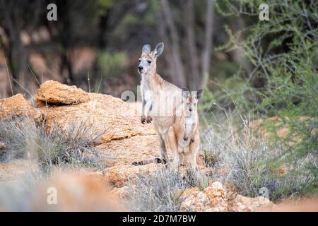 Red Kangaroo Macropus rufus Alice Springs, Northern Territory, Australien 25. Oktober 2019 Erwachsene und unreife Macropodidae auch als Osphranter bezeichnet Stockfoto