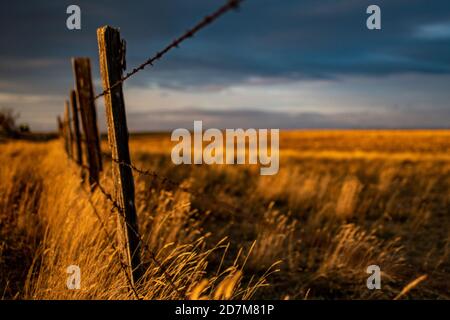 Ein Stacheldrahtzaun auf einer Montana Weide Stockfoto