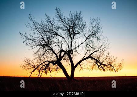 Ein einsamer Baum bei Sonnenuntergang im Herbst Stockfoto