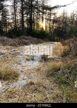 Pfad im Herbstwald mit Schnee bei Sonnenuntergang bedeckt. Hell erleuchtetes Holz. Herbstsaison. Nadelbäume mit gelben und orangen Nadeln. Wunderschöne nördliche Natur. Hintergrund mit untergehenden Sonne Stockfoto