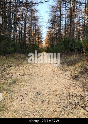 Herbstwaldweg bei Sonnenuntergang. Hell erleuchtetes Holz. Herbstsaison. Nadelbäume mit gelben und orangen Nadeln. Wunderschöne nördliche Natur. Hintergrund mit untergehenden Sonne Stockfoto